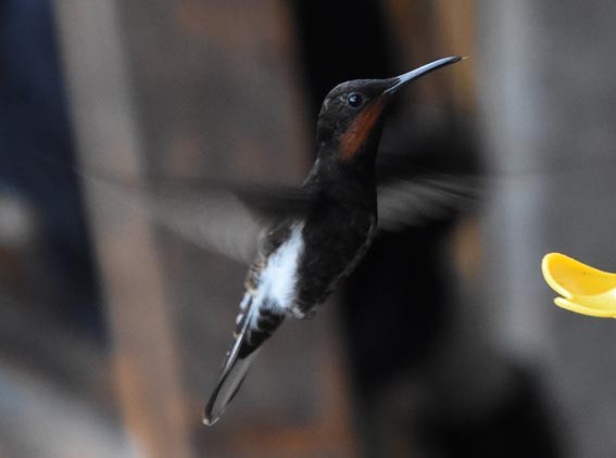 Black Jacobin - ML643683905