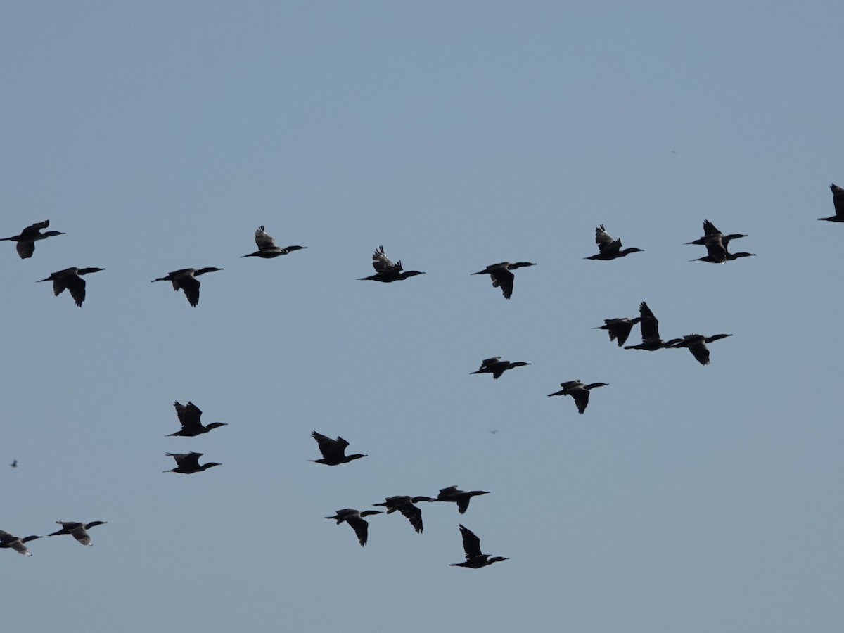 Double-crested Cormorant - ML643683906
