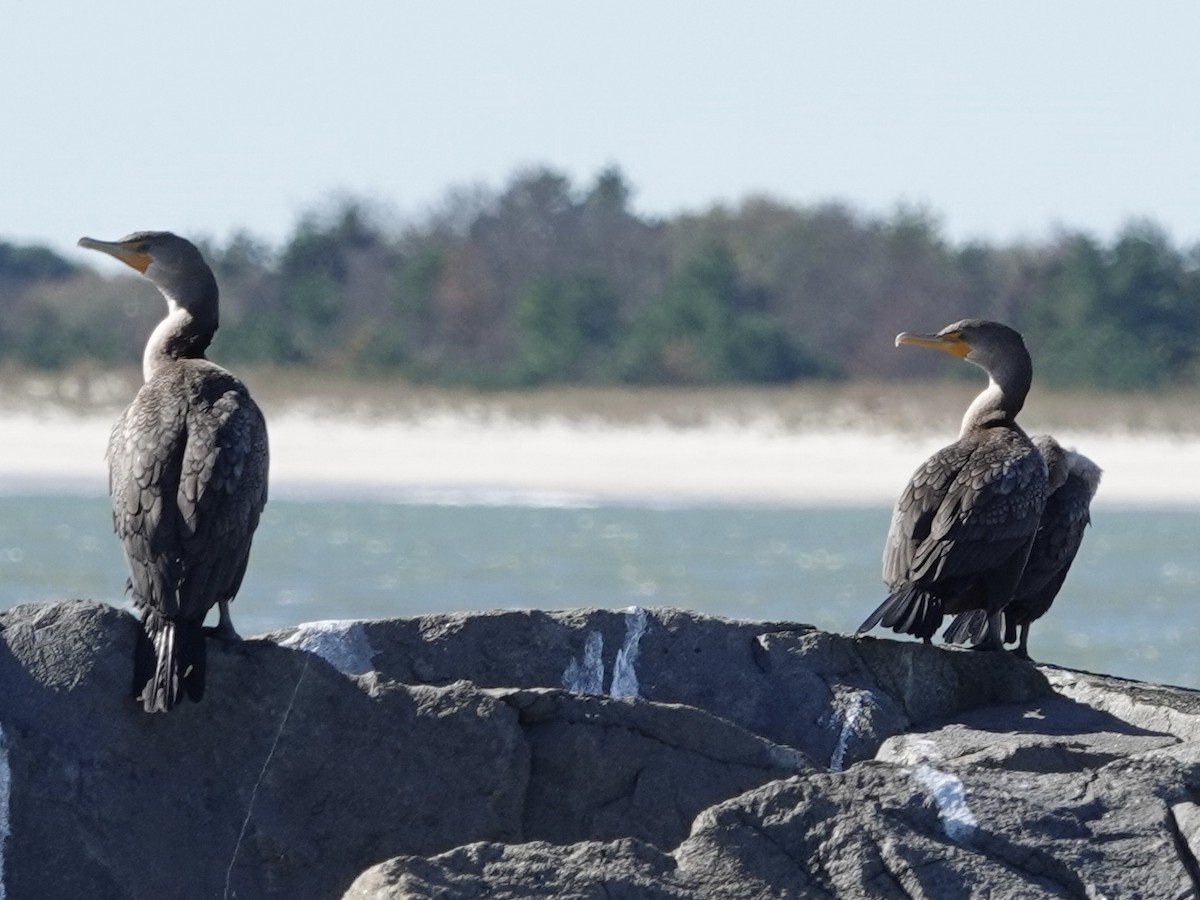 Double-crested Cormorant - ML643683907
