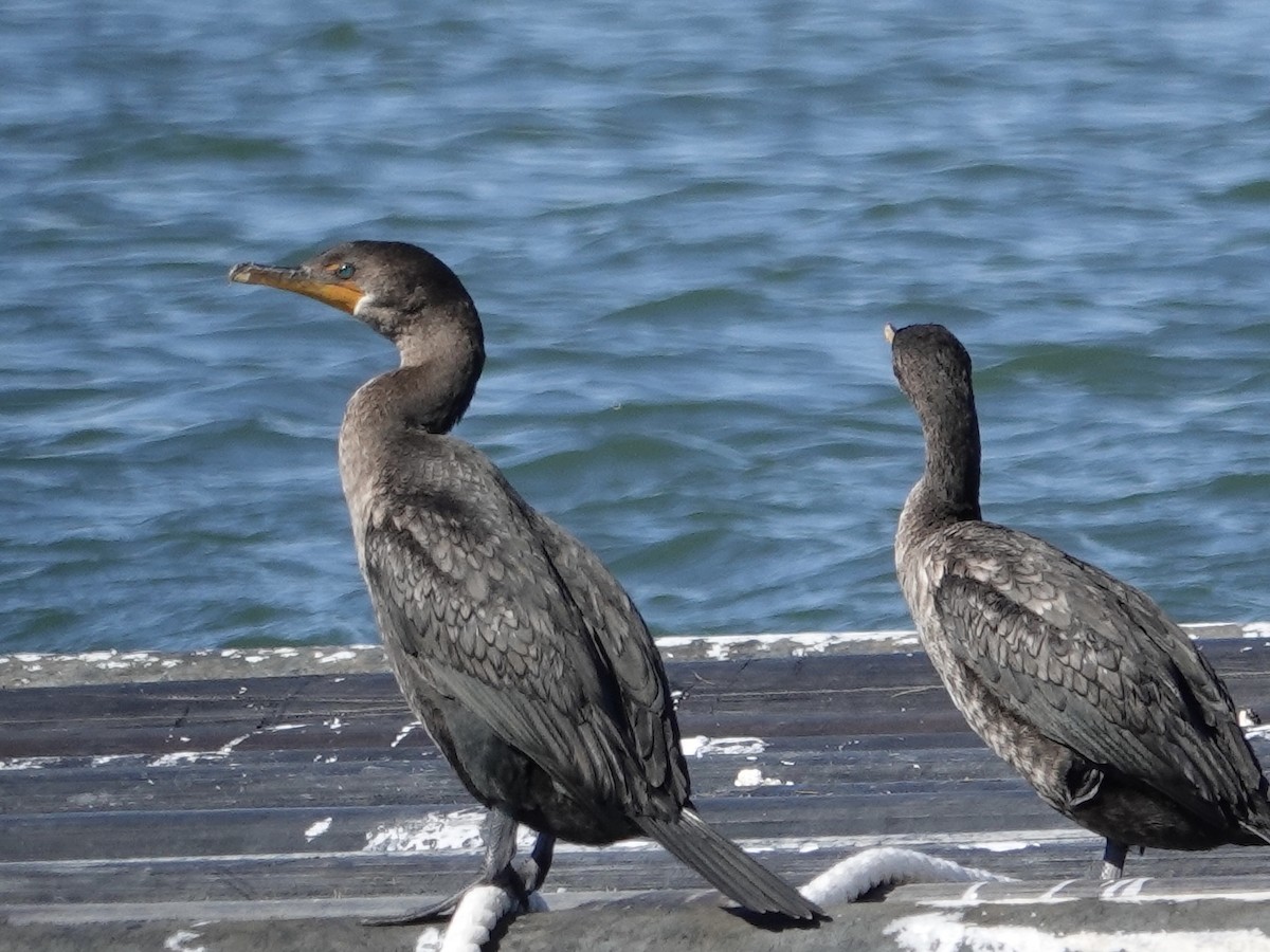 Double-crested Cormorant - ML643683908