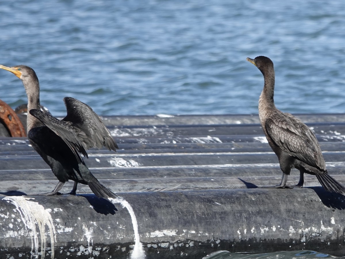 Double-crested Cormorant - ML643683910
