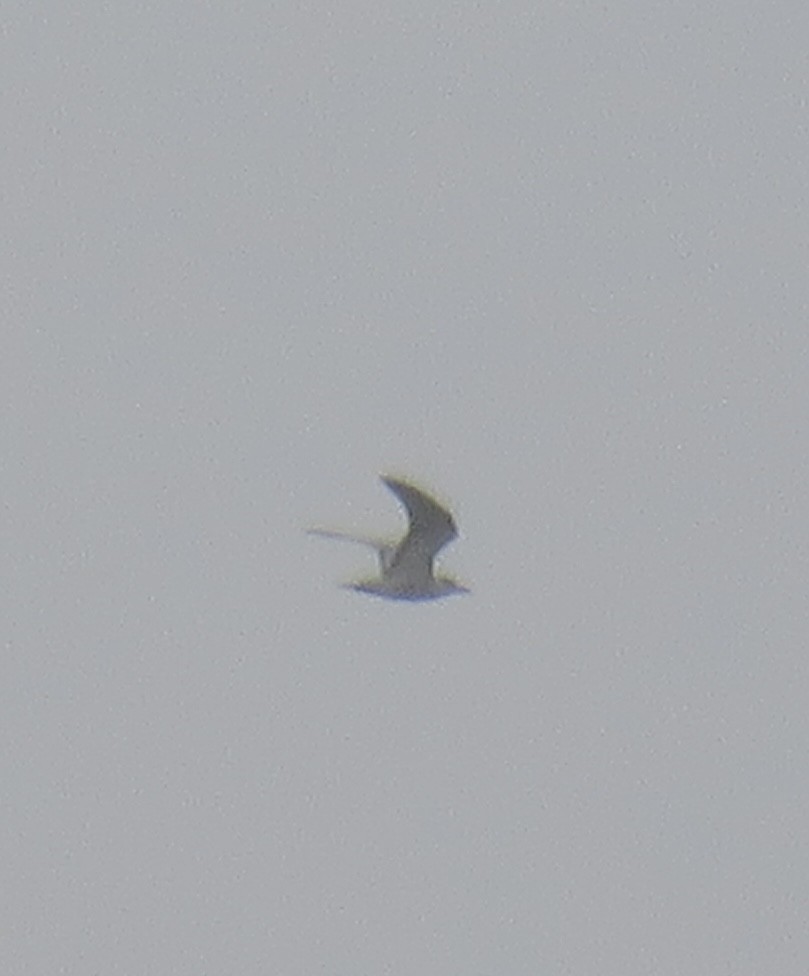 Gull-billed Tern - ML643683911