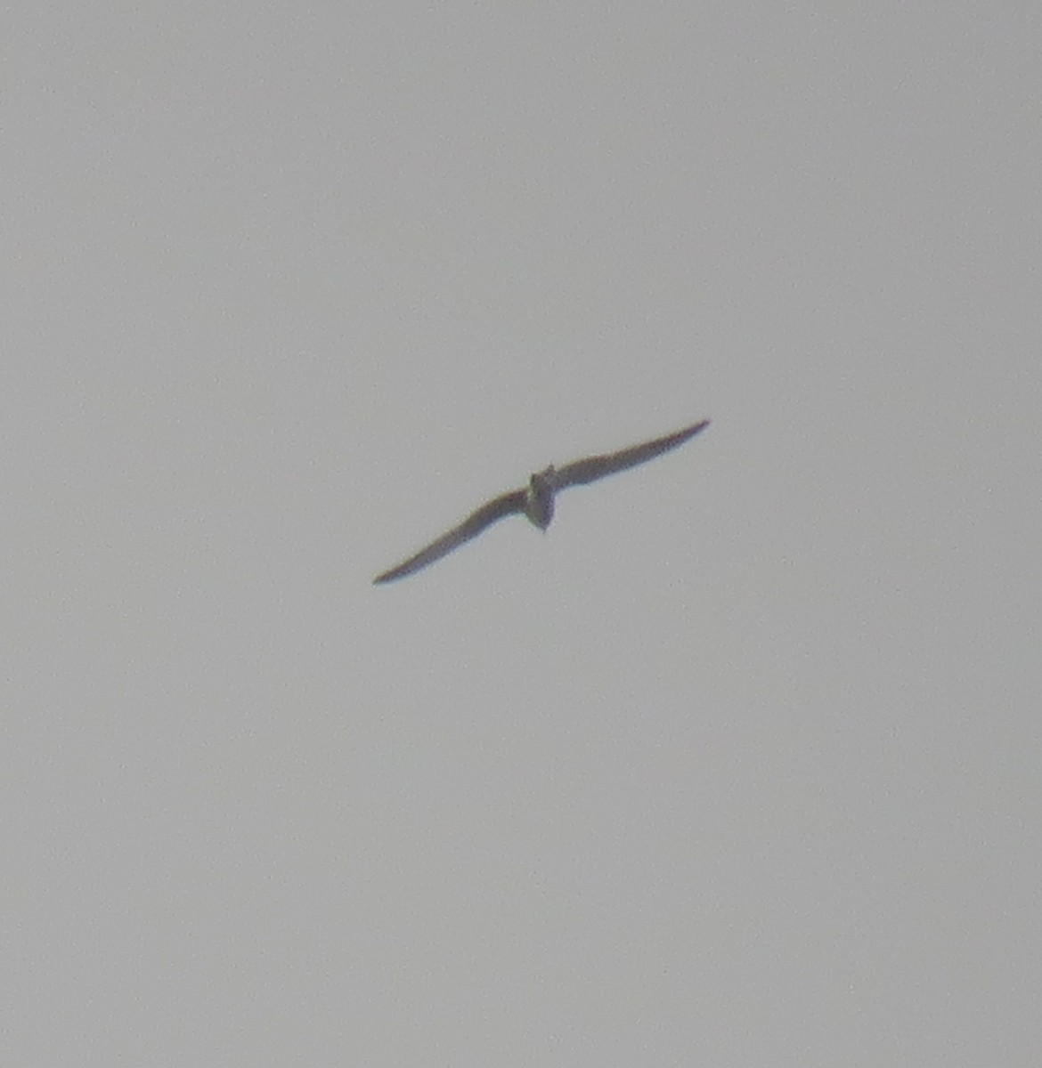 Black-headed Gull - ML643683914