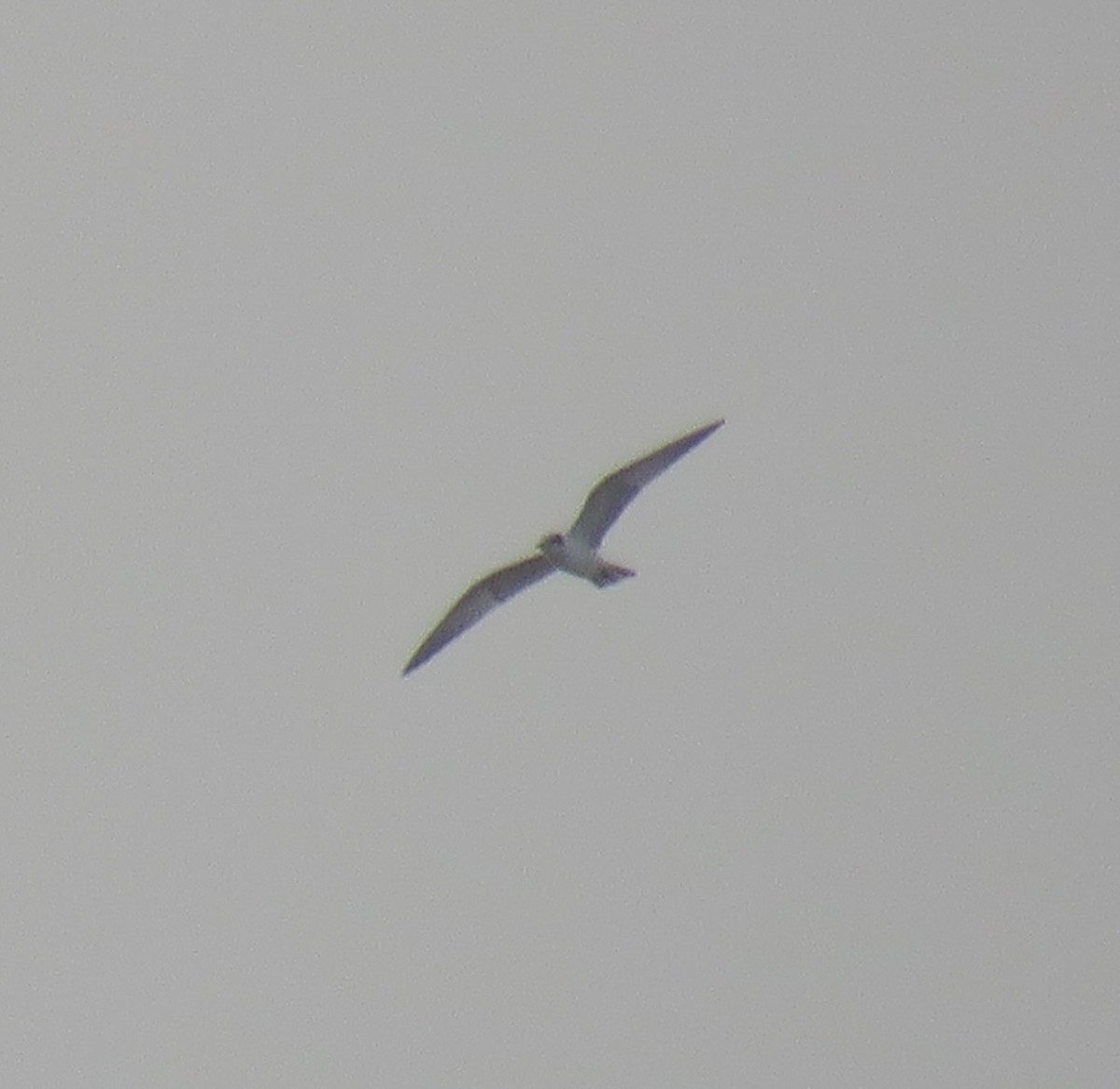 Black-headed Gull - ML643683915