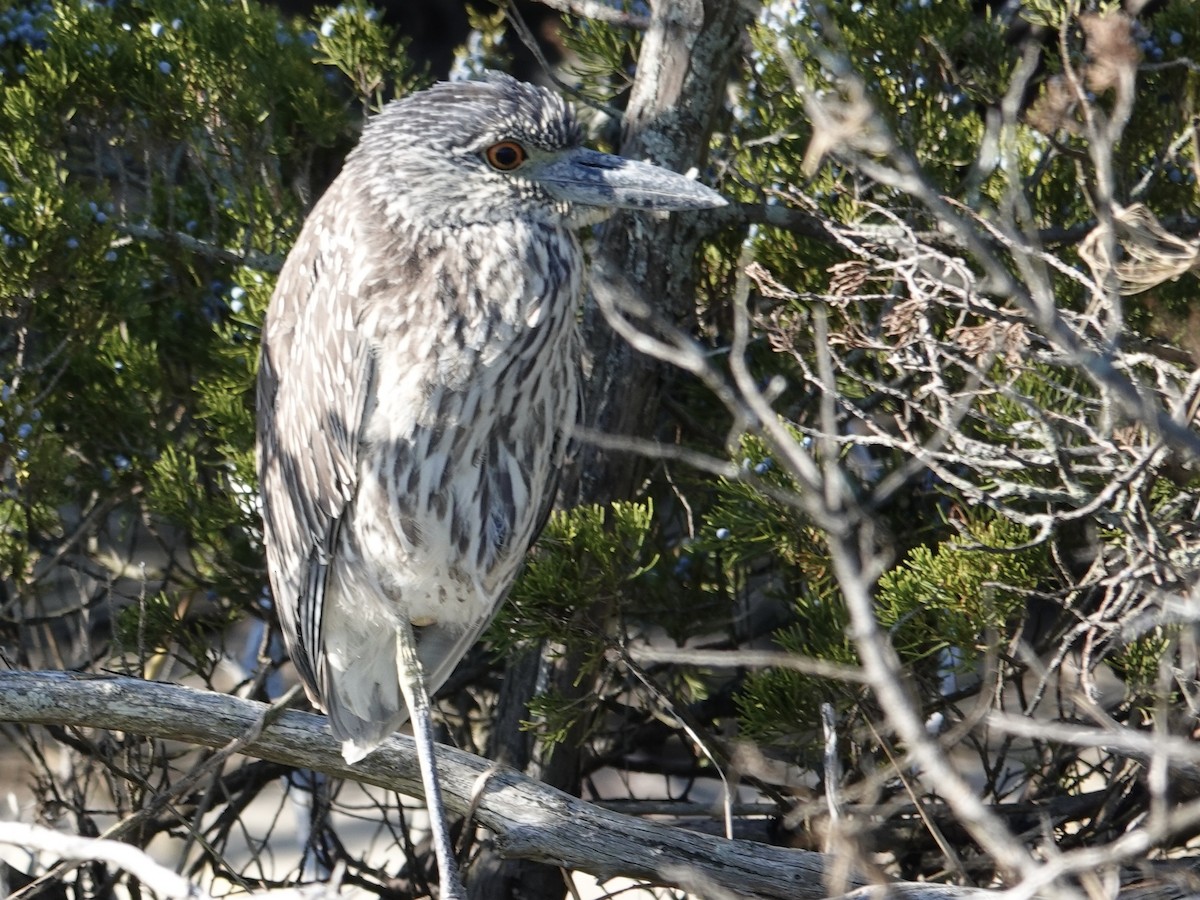 Yellow-crowned Night Heron - ML643683916