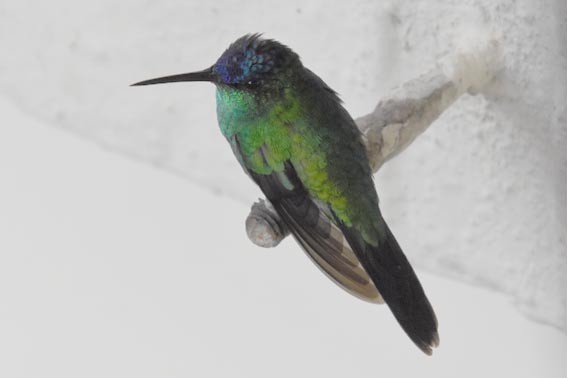 Violet-capped Woodnymph - ML643683920