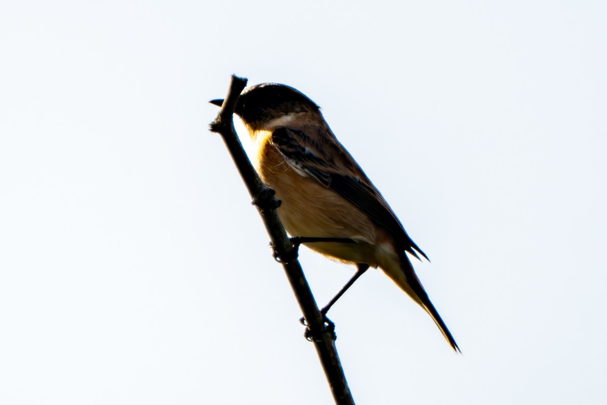 Amur Stonechat - ML643683921
