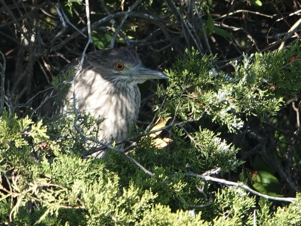 Black-crowned Night Heron - ML643683930