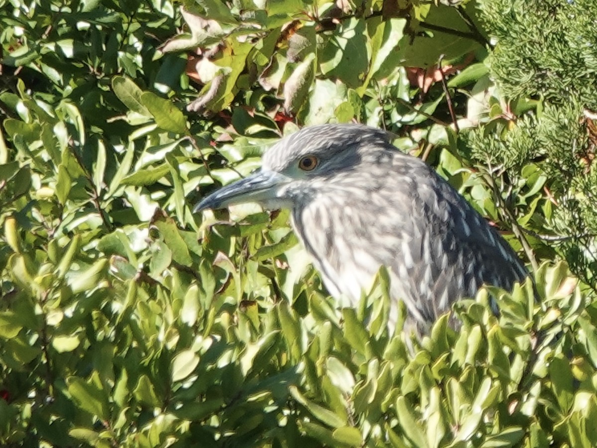 Black-crowned Night Heron - ML643683931