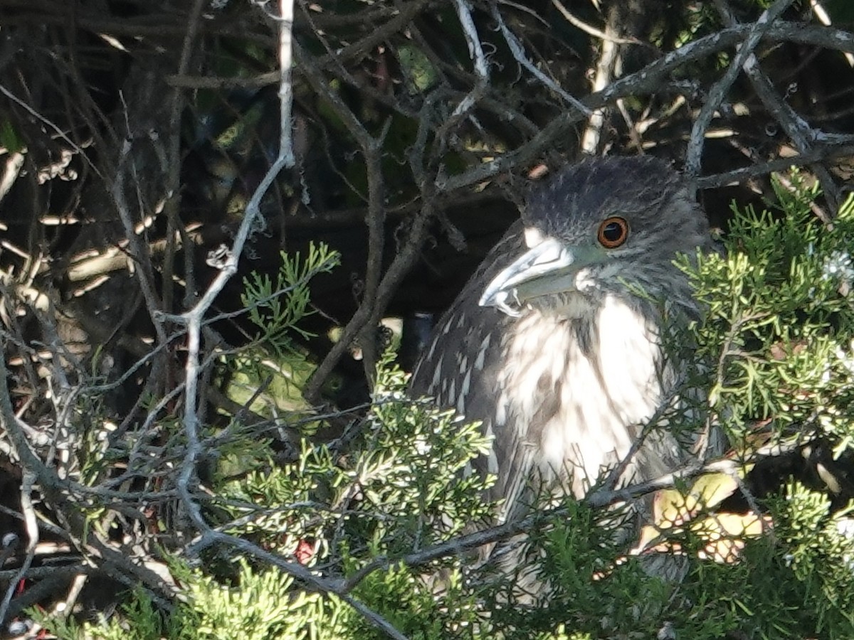 Black-crowned Night Heron - ML643683932