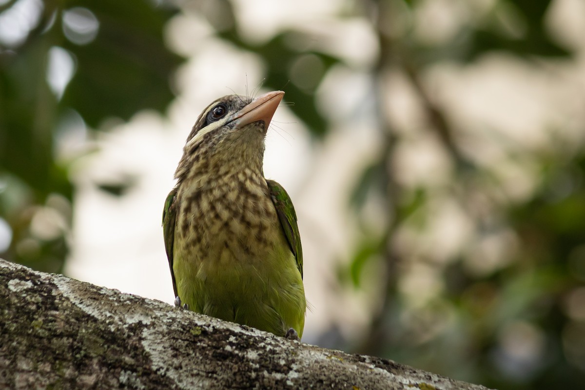 White-cheeked Barbet - ML643683935