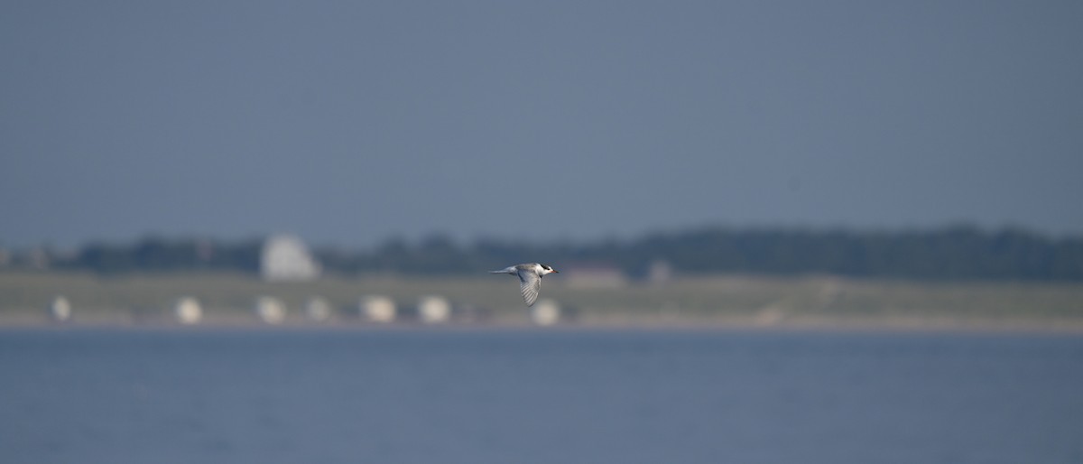 Common Tern - ML643683936