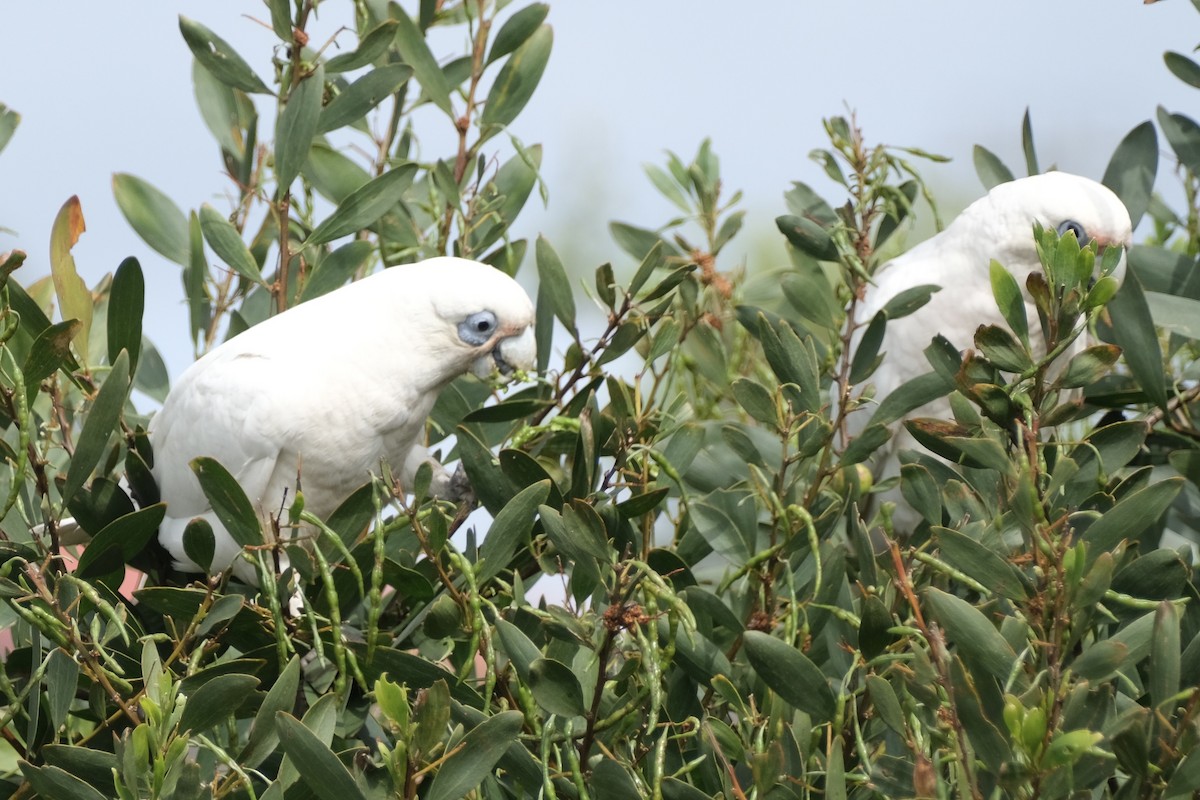 Long-billed Corella - ML643683937