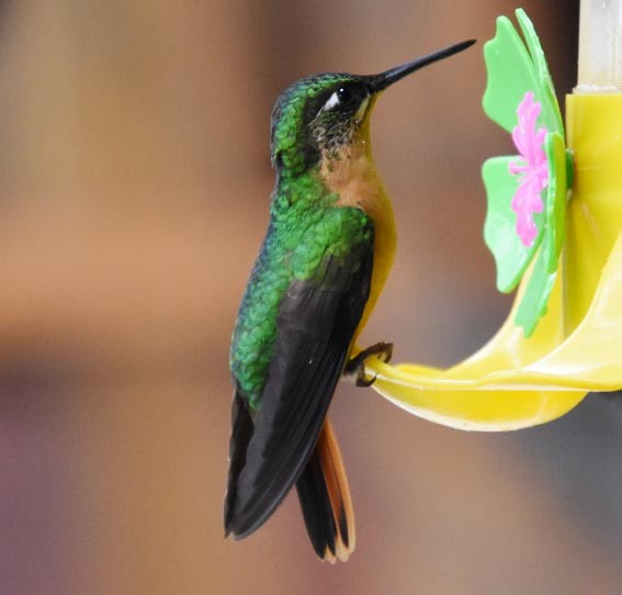 Colibri rubis-émeraude - ML643683943