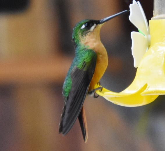 Colibri rubis-émeraude - ML643683949