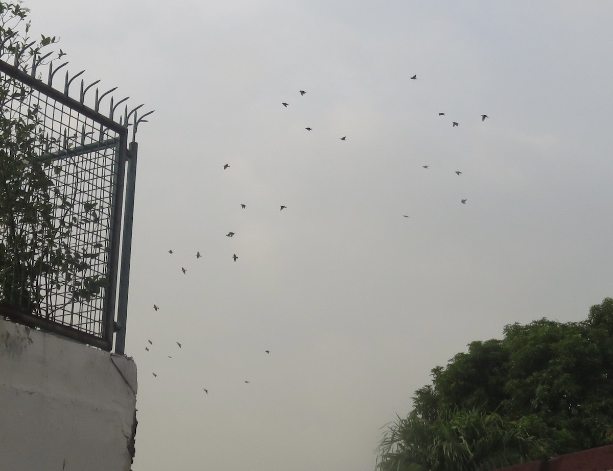 Chestnut-cheeked Starling - ML643683950