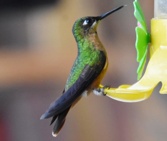 Colibri rubis-émeraude - ML643683952