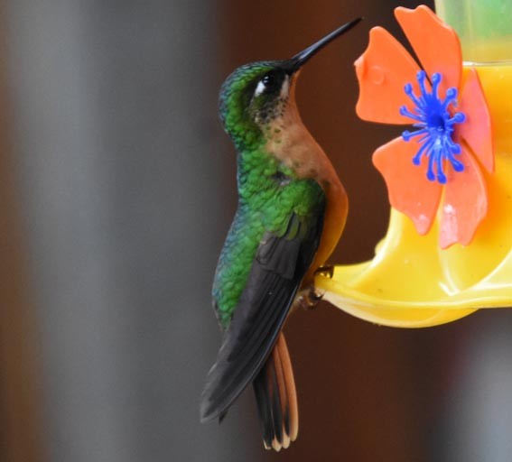 Colibri rubis-émeraude - ML643683953
