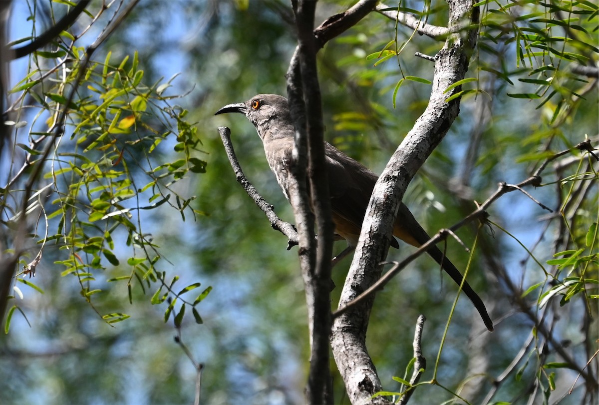 Curve-billed Thrasher - ML643683973