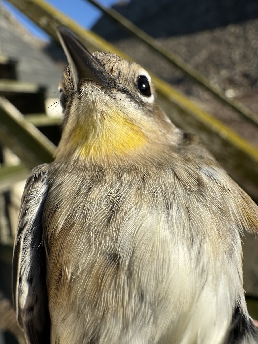 Yellow-rumped Warbler (Myrtle x Audubon's) - ML643683974