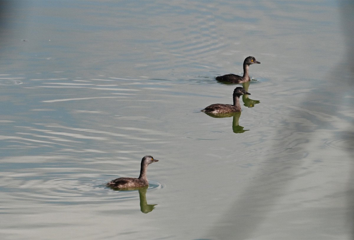 Least Grebe - ML643683989