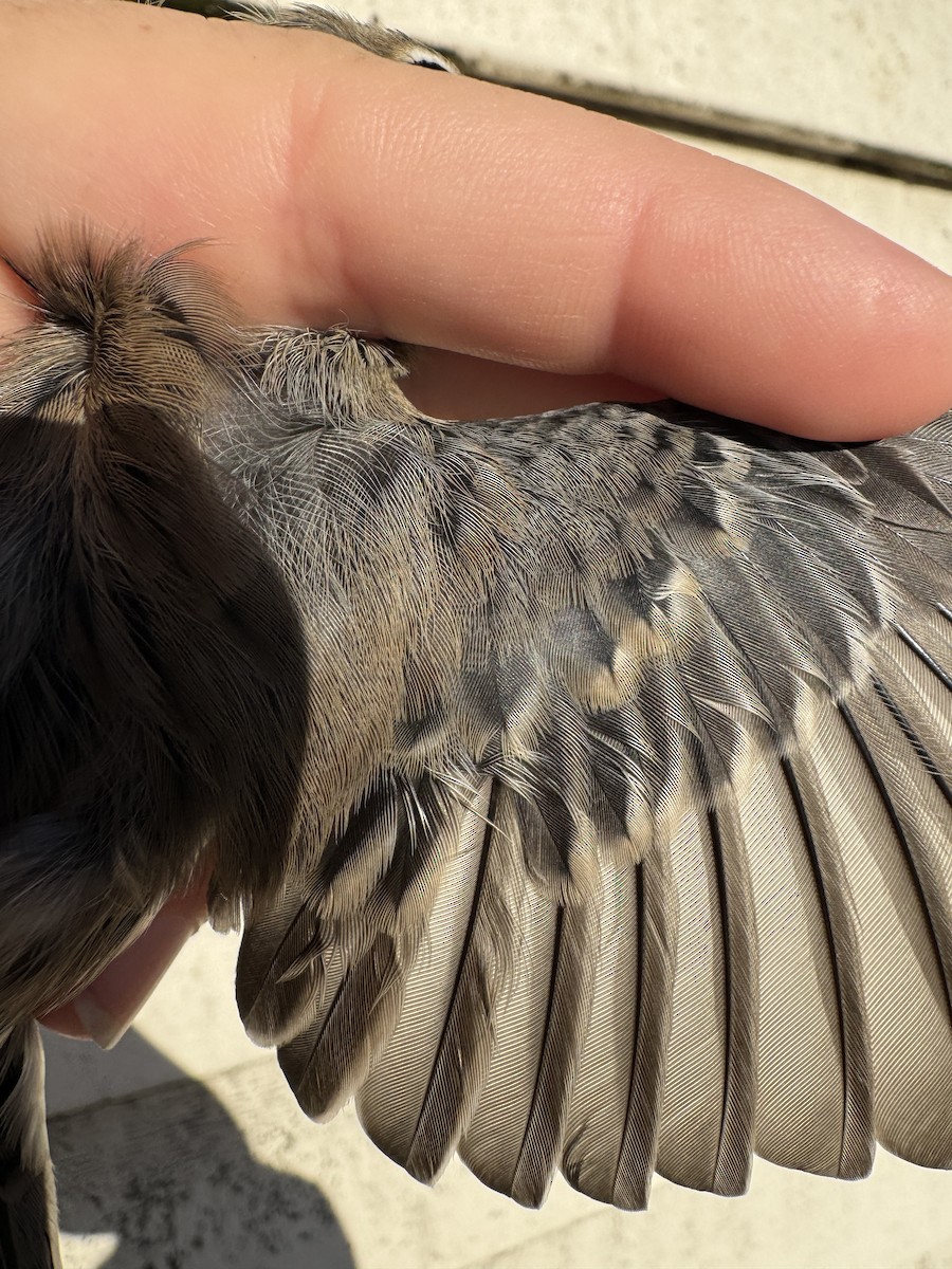 Yellow-rumped Warbler (Myrtle x Audubon's) - ML643683991