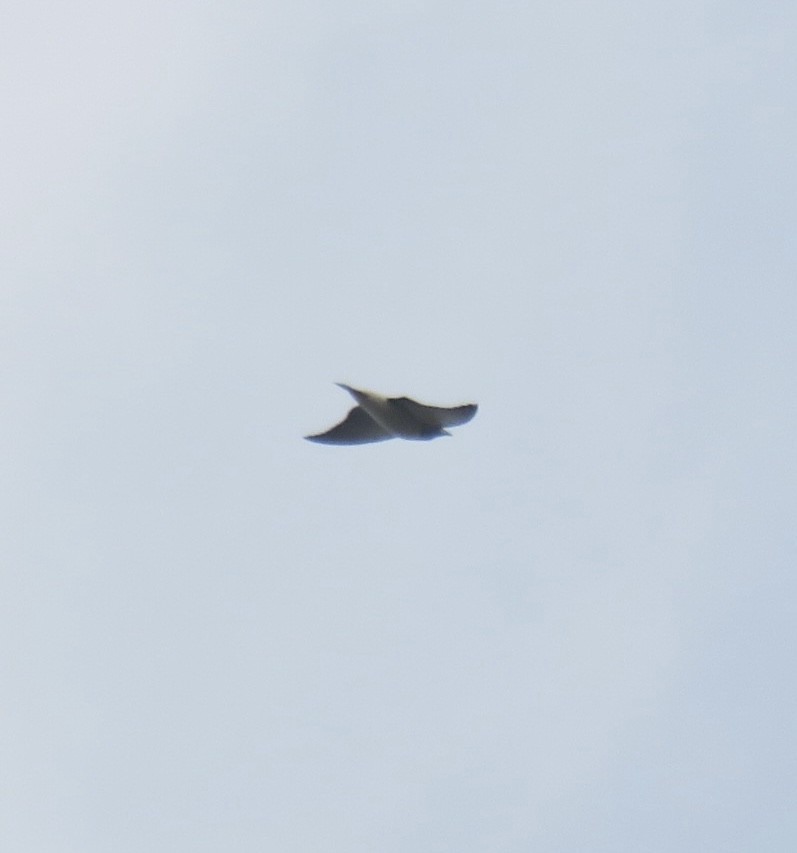 White-breasted Woodswallow - ML643683992