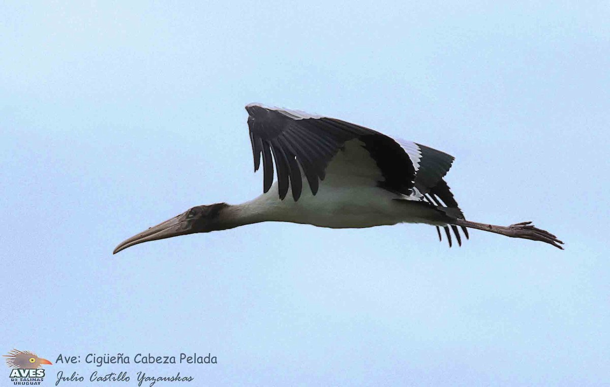 Wood Stork - ML643683993
