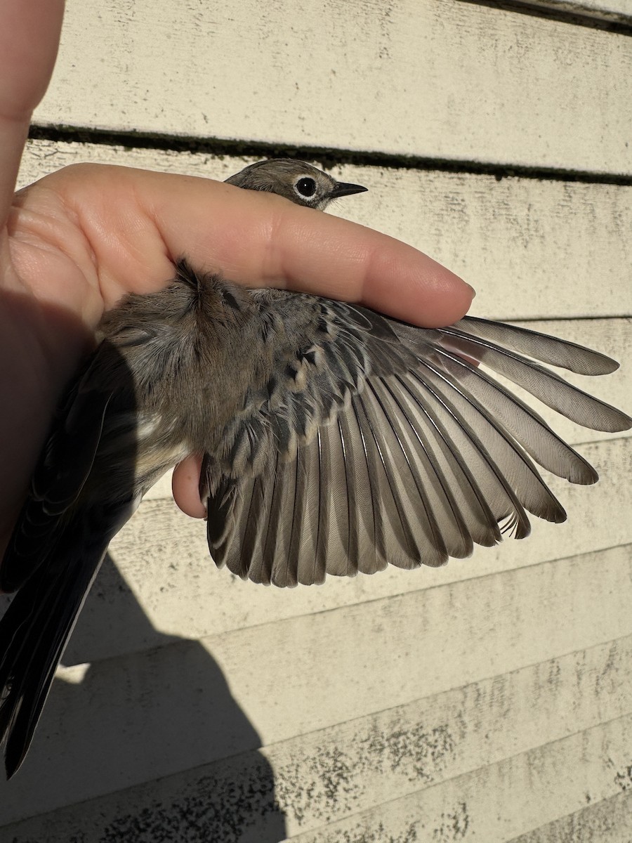 Yellow-rumped Warbler (Myrtle x Audubon's) - ML643683994