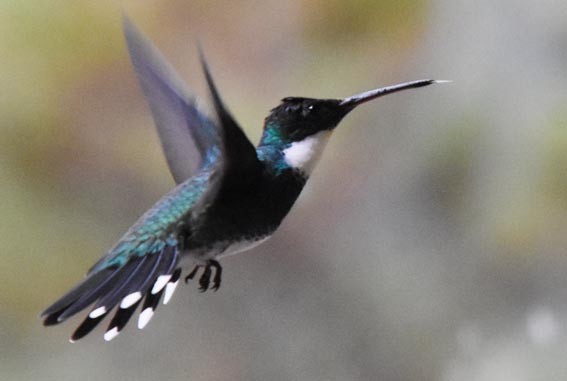 White-throated Hummingbird - ML643683995