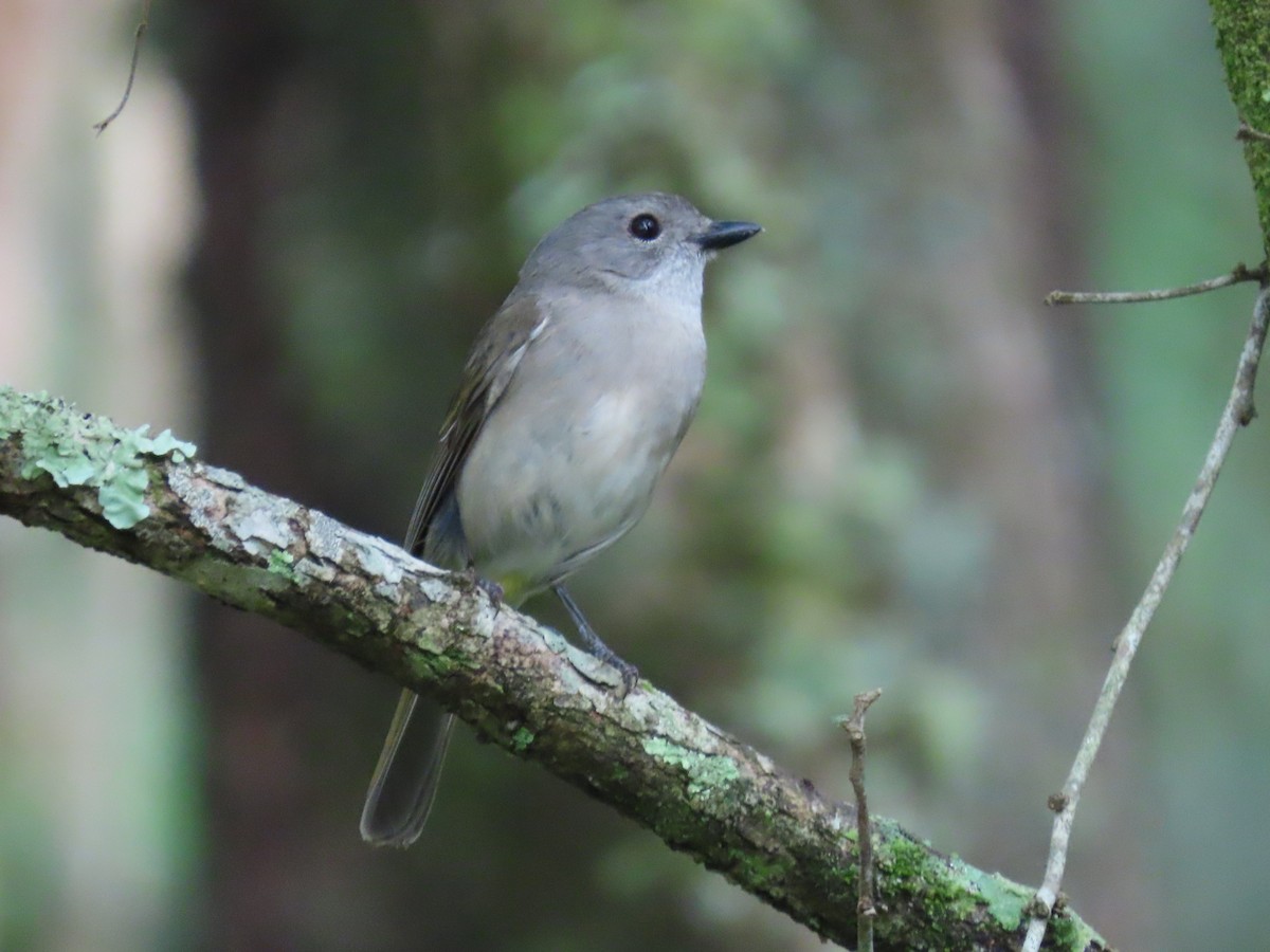 Golden Whistler (Eastern) - ML643683996