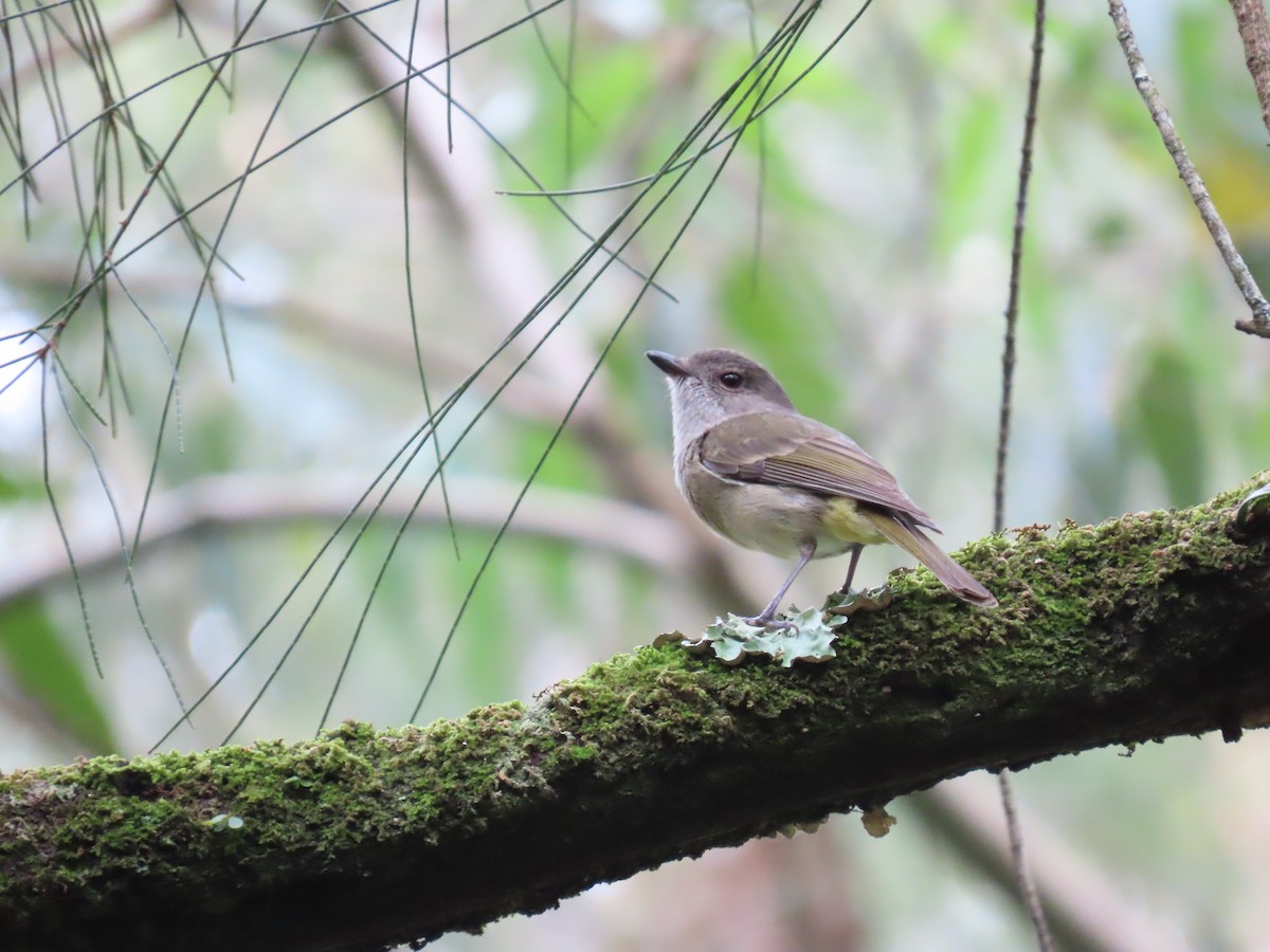 Golden Whistler (Eastern) - ML643683997