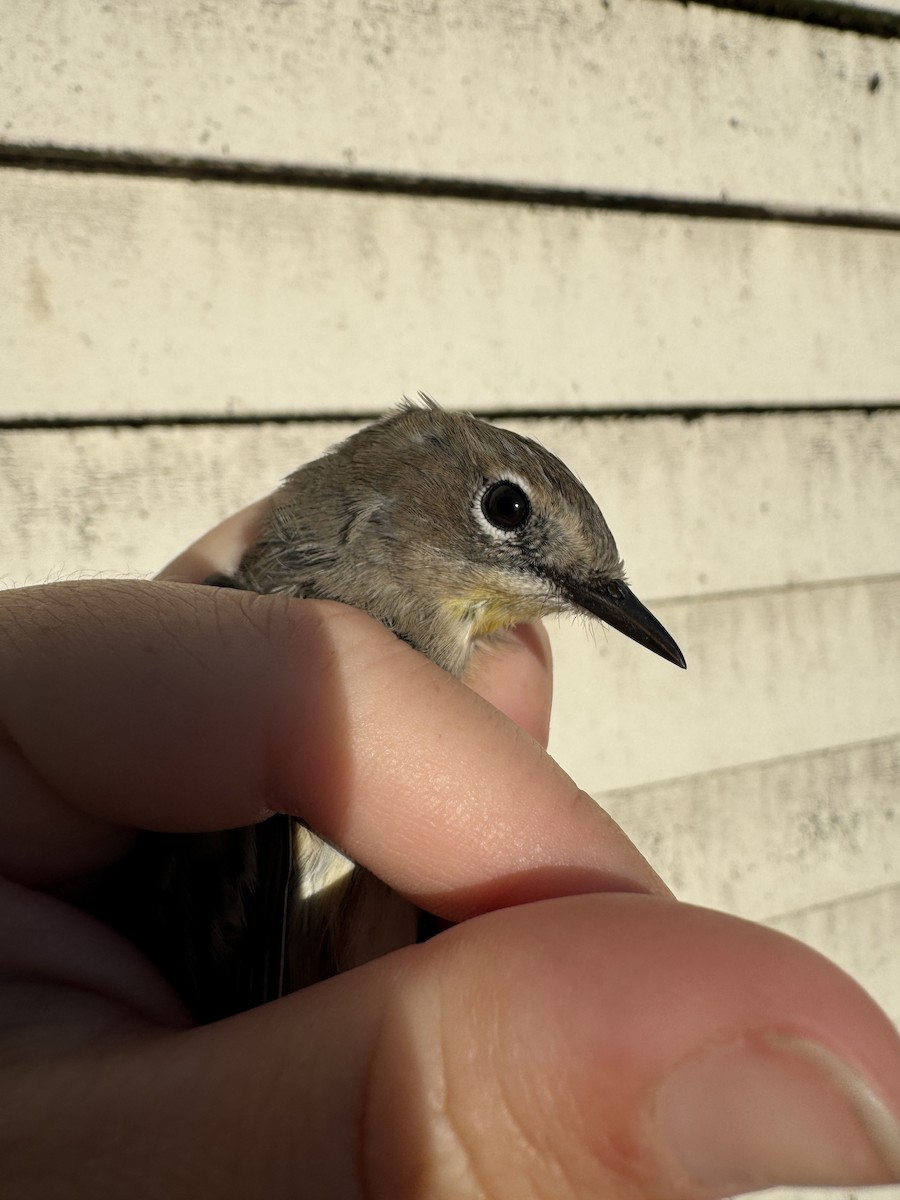 Yellow-rumped Warbler (Myrtle x Audubon's) - ML643683998