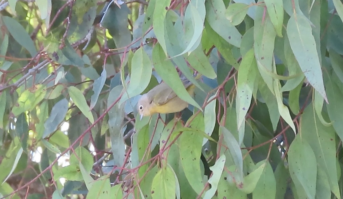 Nashville Warbler - ML643683999