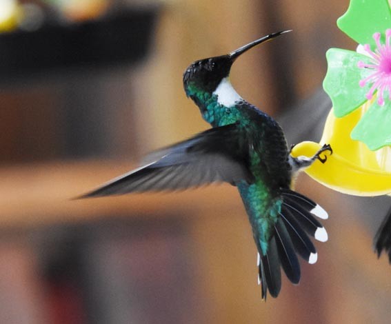 White-throated Hummingbird - ML643684000