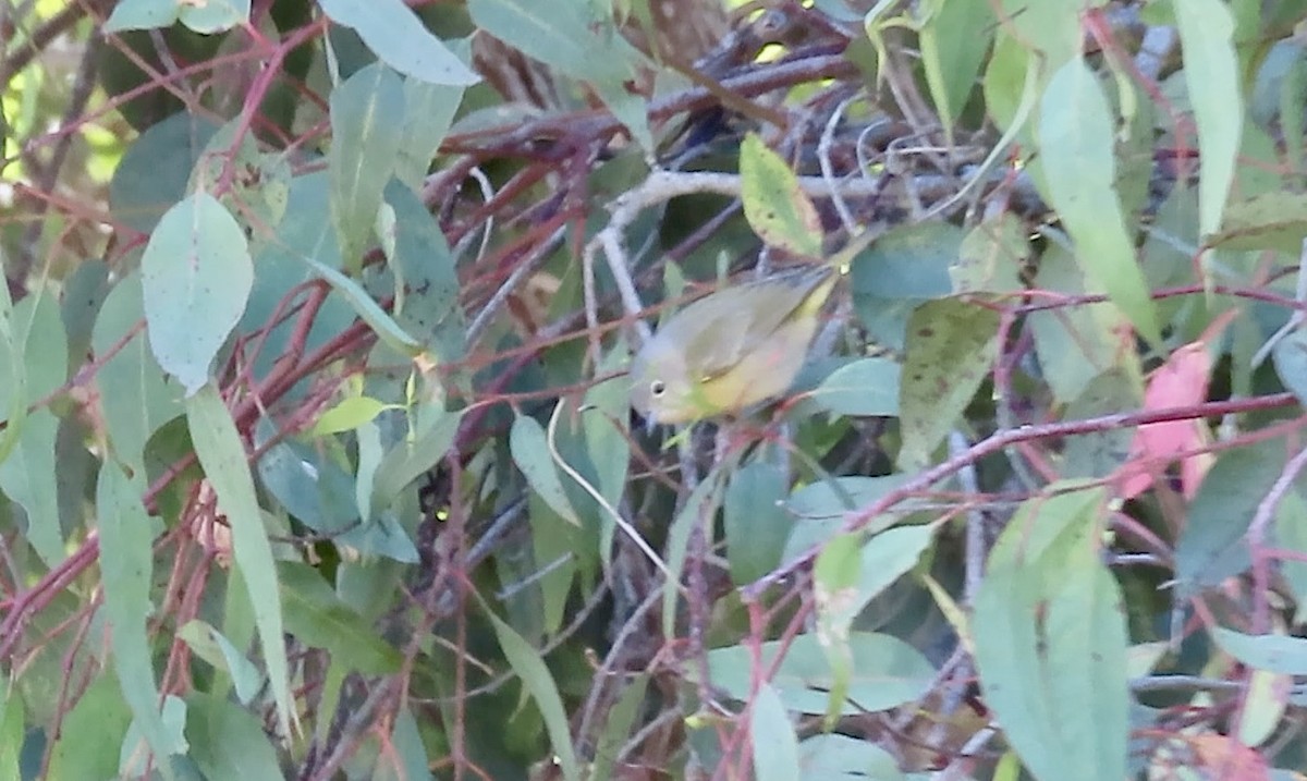 Nashville Warbler - ML643684003