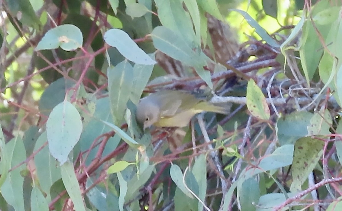Nashville Warbler - ML643684004