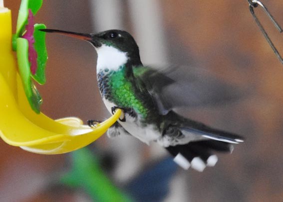 White-throated Hummingbird - ML643684005