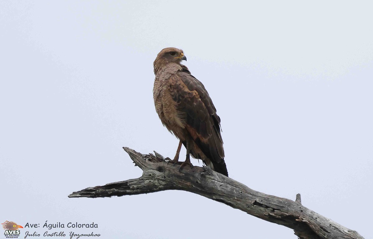Savanna Hawk - ML643684006