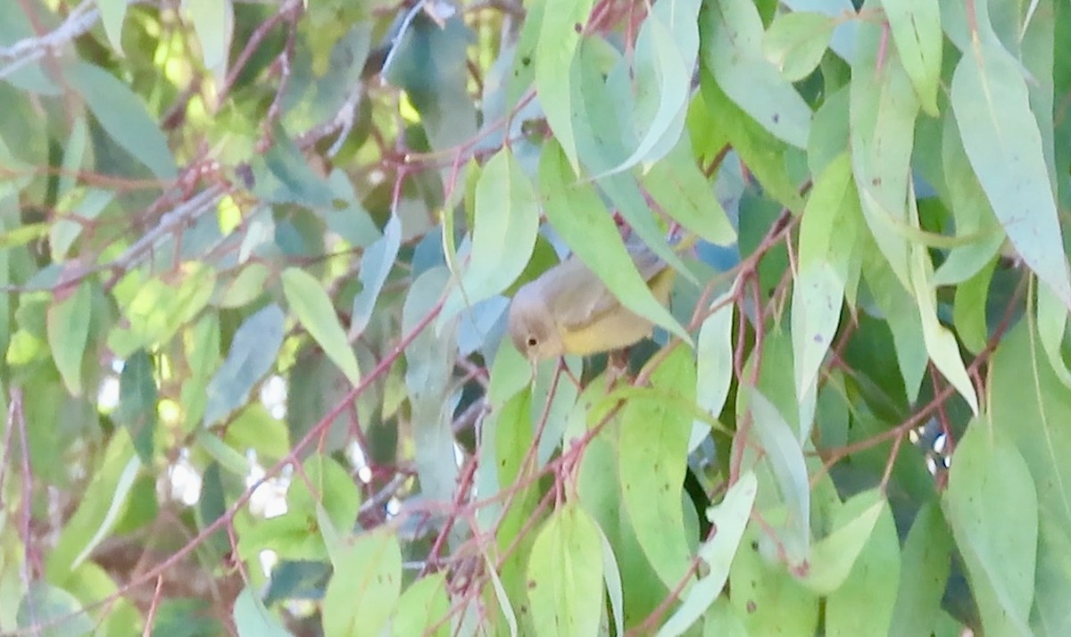 Nashville Warbler - ML643684007
