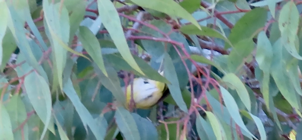 Nashville Warbler - ML643684008