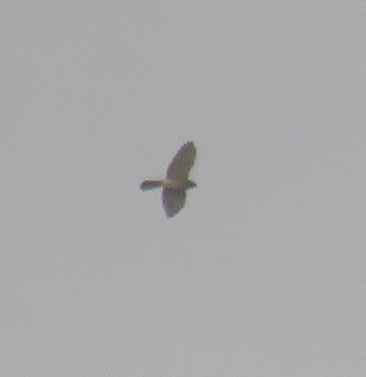 Gray-faced Buzzard - ML643684009