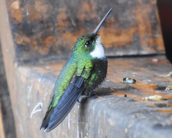 White-throated Hummingbird - ML643684010