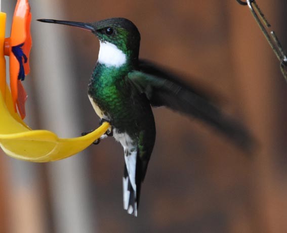 White-throated Hummingbird - ML643684018