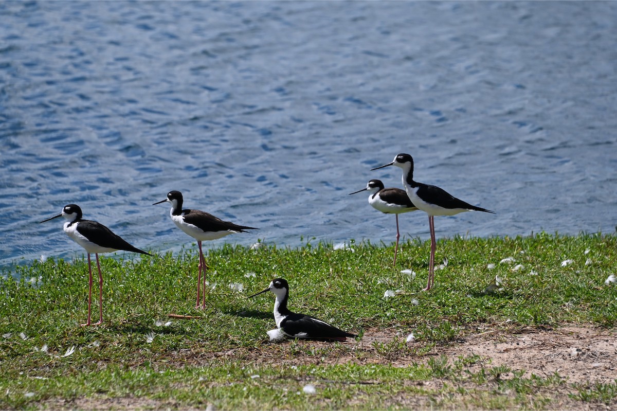 Black-necked Stilt - ML643684019