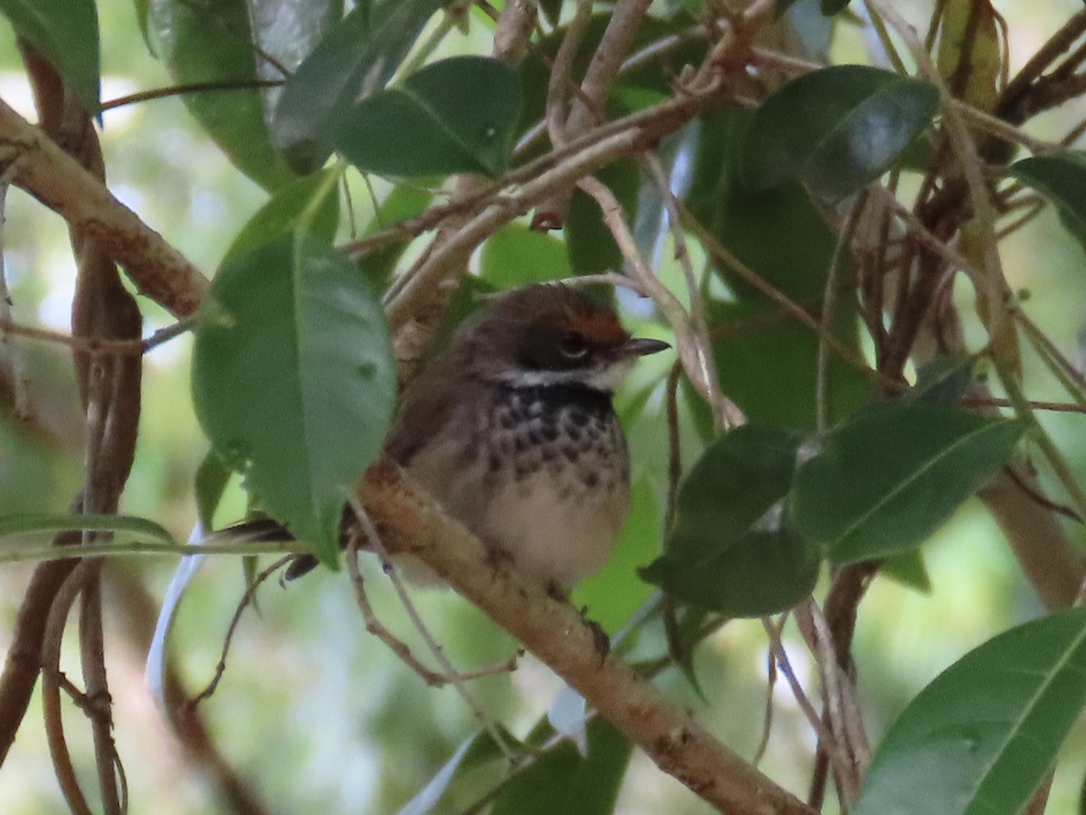 Australian Rufous Fantail - ML643684027