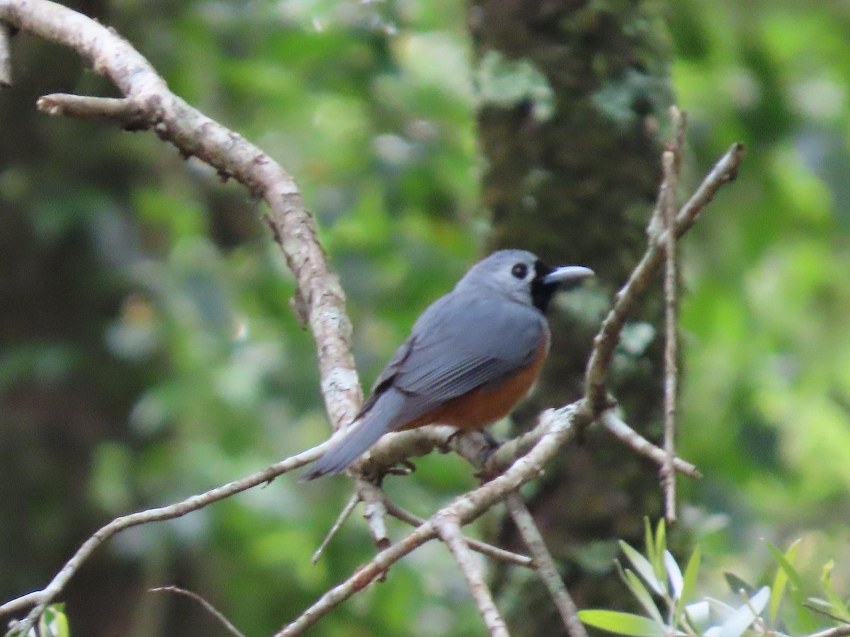 Black-faced Monarch - ML643684044