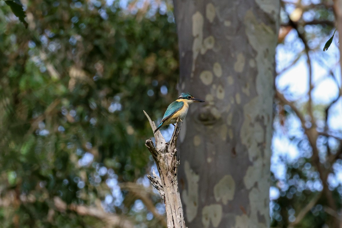 Sacred Kingfisher - ML643684061