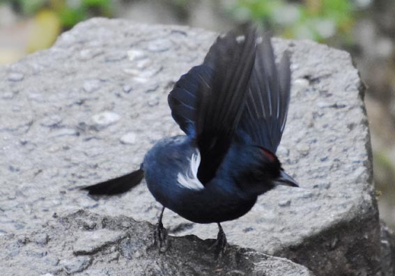 Ruby-crowned Tanager - ML643684067