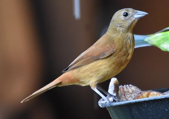 Ruby-crowned Tanager - ML643684076